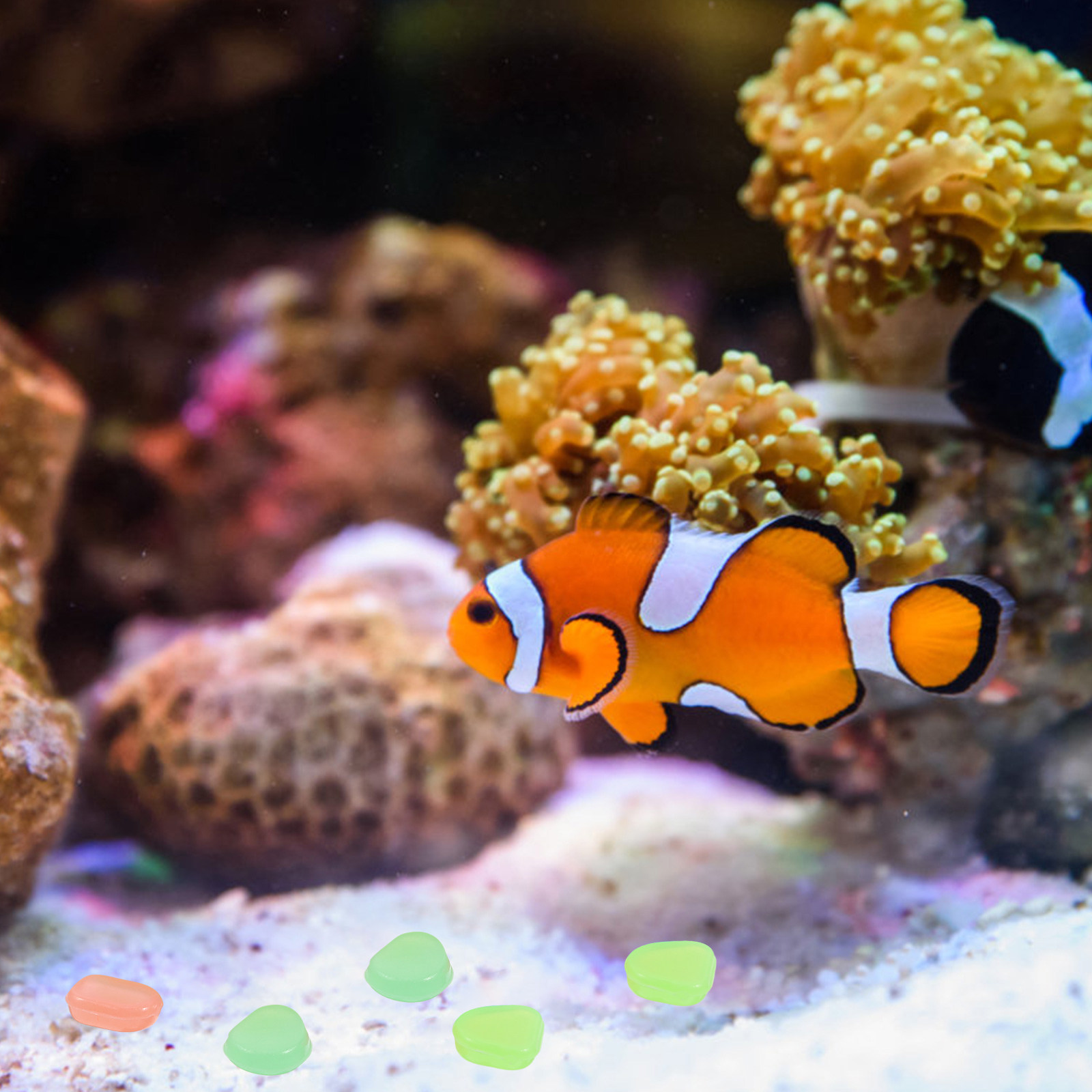 400 шт. светящихся в темноте к – обзор и цена Aquarium Fish That Glow In The Dark