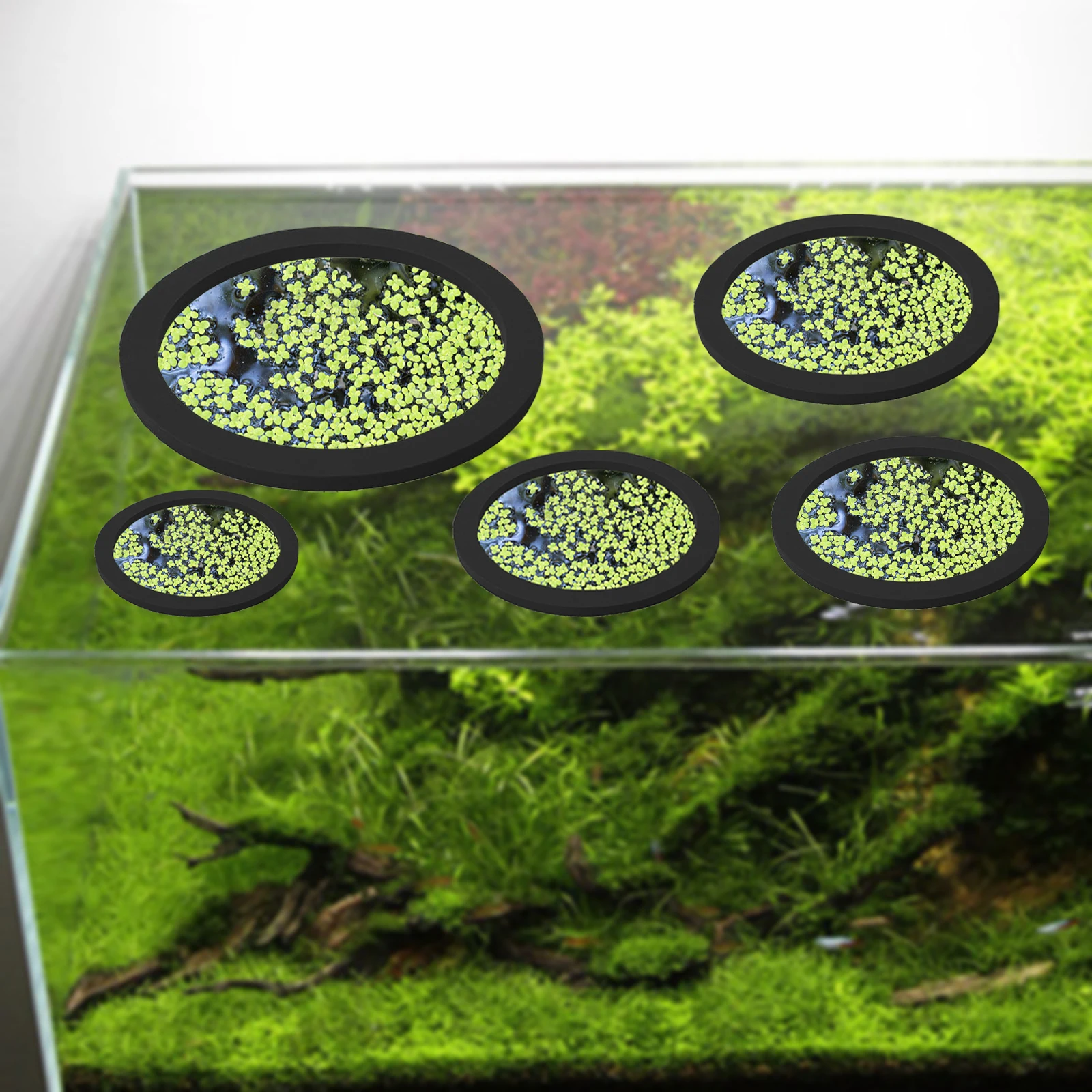 5 шт., кольцо для кормления ры – обзор и цена Aquarium Fish Store