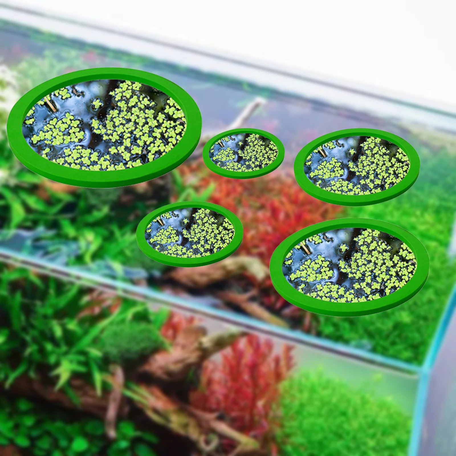 5 шт., кольцо для кормления ры – обзор и цена Aquarium Fish Store