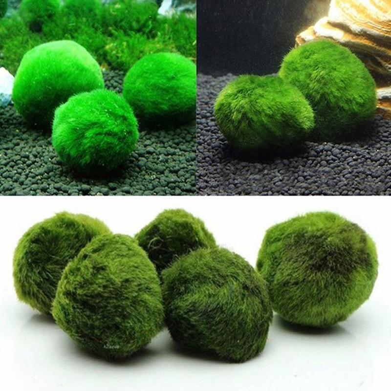 Шарики из мха Marimo, живое ак – обзор и цена Aquarium Fish Ball