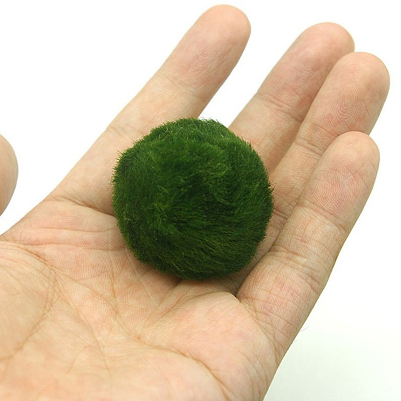 Шарики из мха Marimo, живое ак – обзор и цена Aquarium Fish Ball