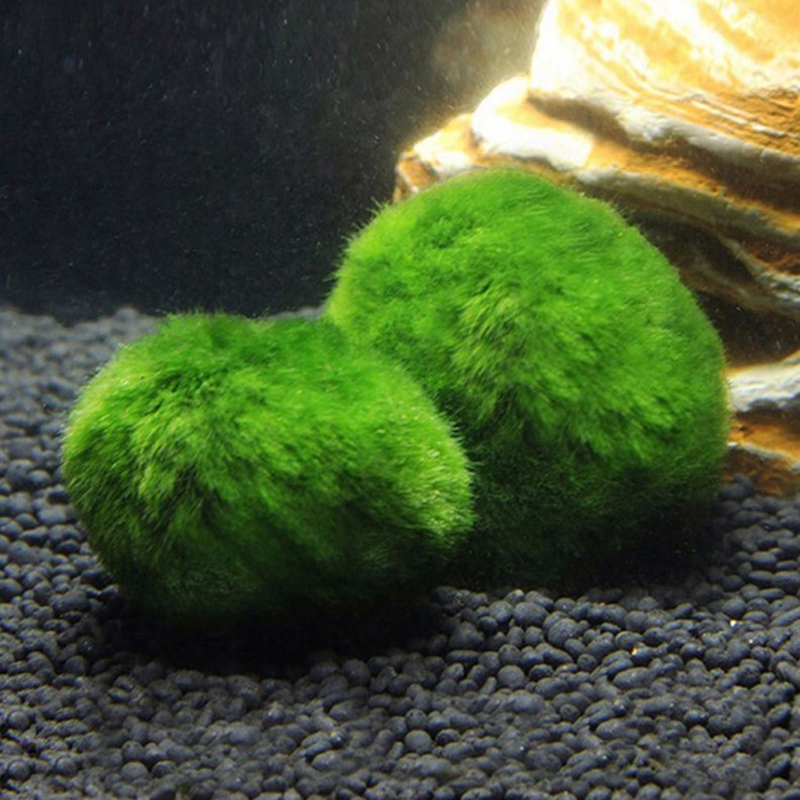 Шарики из мха Marimo, живое ак – обзор и цена Aquarium Fish Ball
