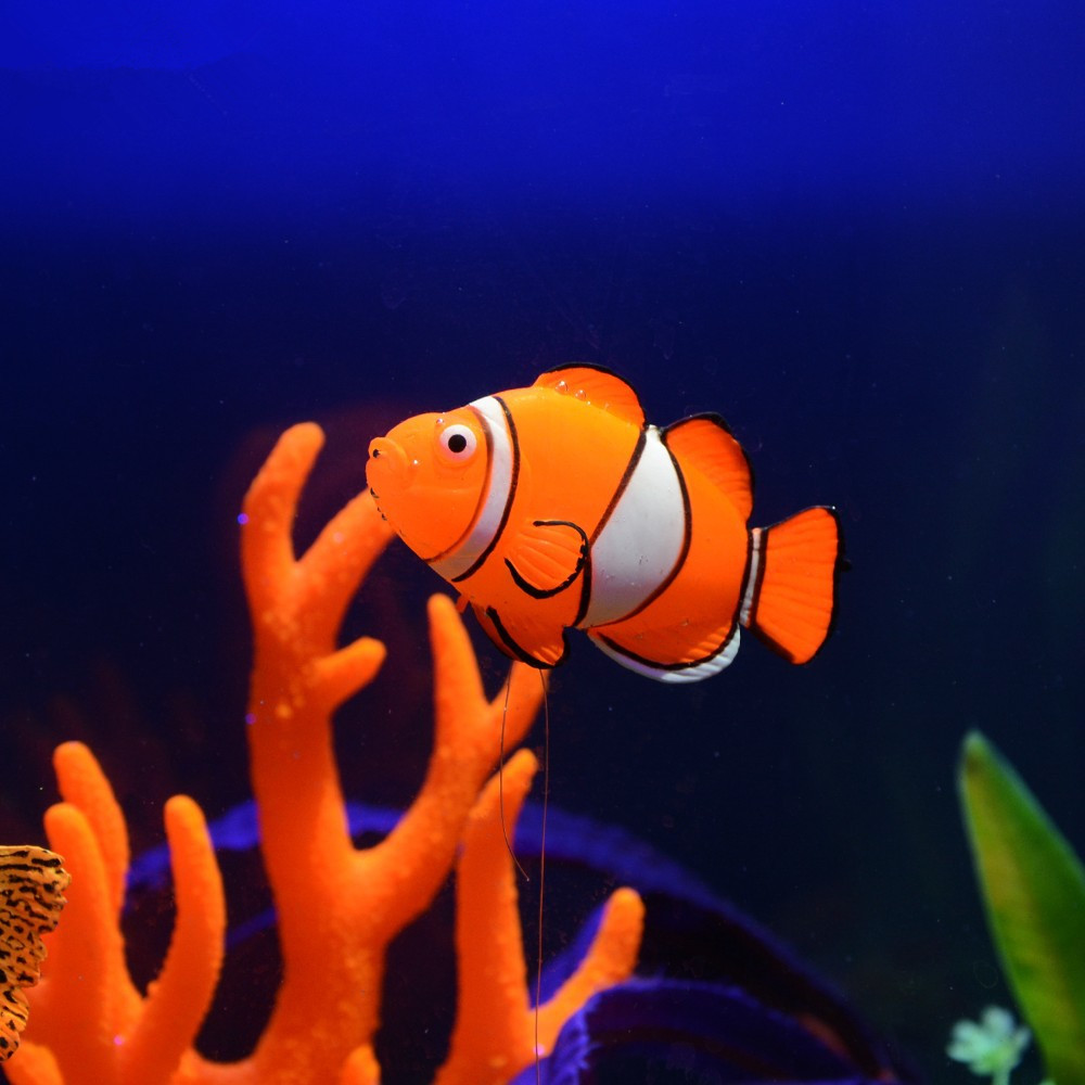Светящаяся в темноте силиконов – обзор и цена Aquarium Fish That Glow In The Dark