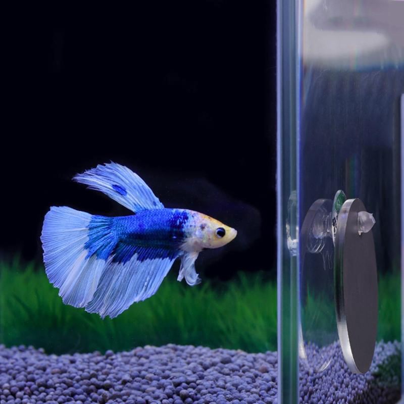 Аквариум Бетта Зеркало Аквариу – обзор и цена Aquarium Fish Escape